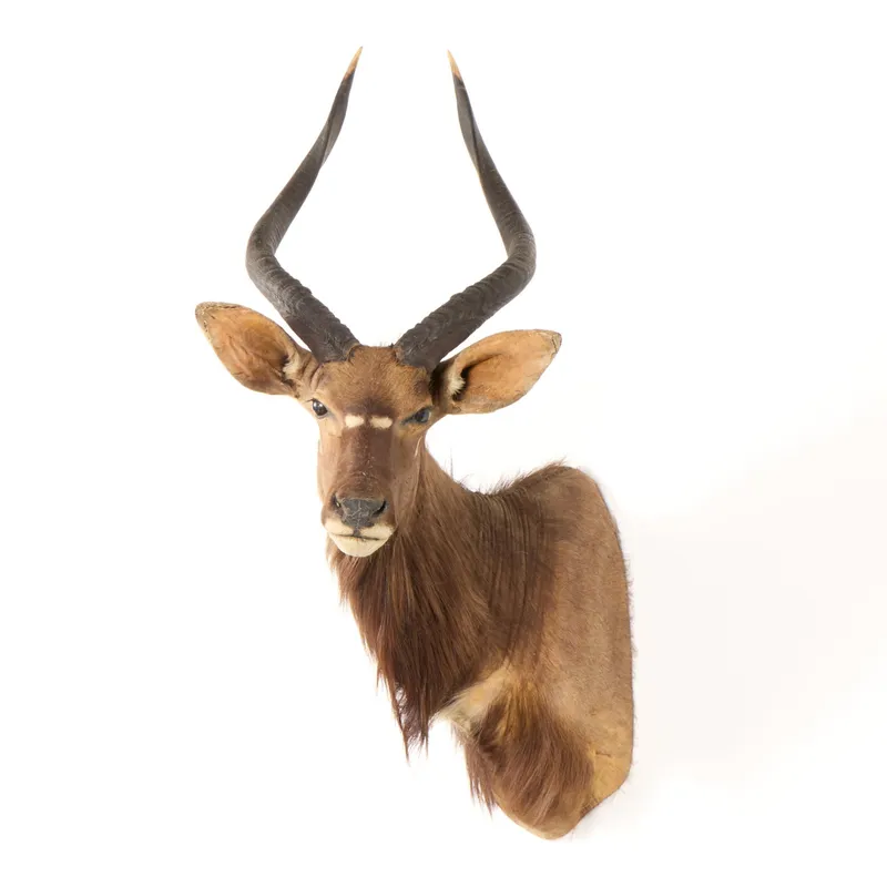 African Nyala Shoulder Mount Taxidermy from auction in Saint Paul, Minnesota — image 41