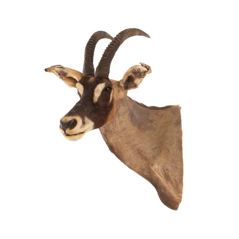 Roan Antelope Taxidermy Shoulder Mount from auction in Saint Paul, Minnesota — image 43