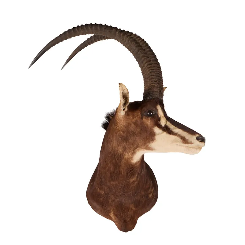Sable Antelope Taxidermy Shoulder Mount from auction in Saint Paul, Minnesota — image 42