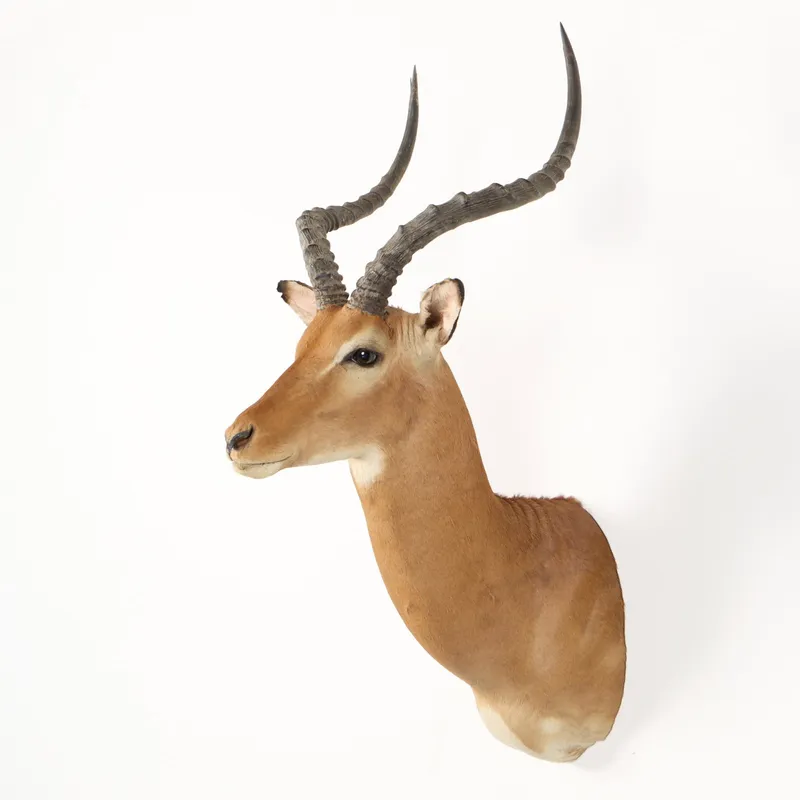 African Antelope Impala Taxidermy Shoulder Mount from auction in Saint Paul, Minnesota — image 45