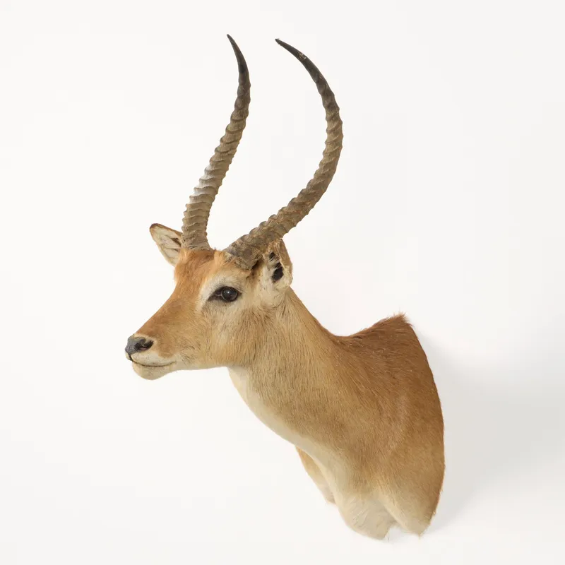 Red Lechwe Shoulder Mount Taxidermy from auction in Saint Paul, Minnesota — image 44