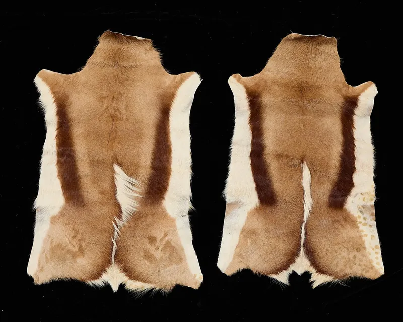 2 Springbok Antelope Pelts from auction in Saint Paul, Minnesota — image 48