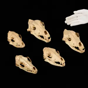 5 Canine Skulls Incl. Black Backed Jackals & Dingo