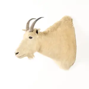 Shoulder-Mounted North American Mountain Goat