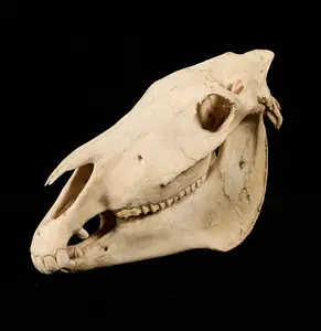 Burchell's Plains Zebra Skull