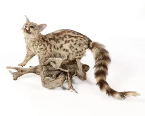 Genet Full-Body Habitat Mount