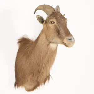 Himalayan Bull Tahr NZ Shoulder Mount