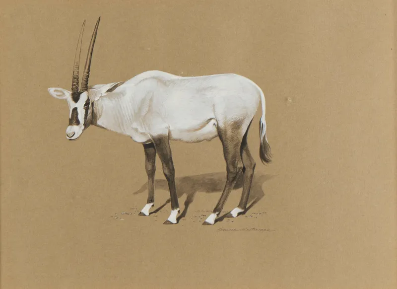 Donna Westerman "Arabian Oryx" Painting from auction in Saint Paul, Minnesota — image 6