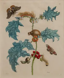 Maria Sibylla Merian (German, 1647-1717) 'Maccai' Engraving