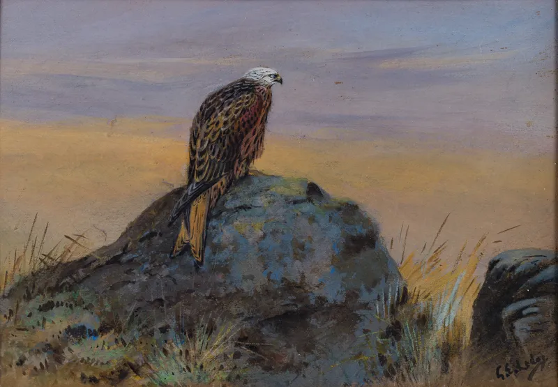 George Edward Lodge (British, 1860-1954) Ornithological Watercolor from auction in Addison, Illinois — image 42