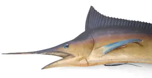 Large Marlin Fish Mount