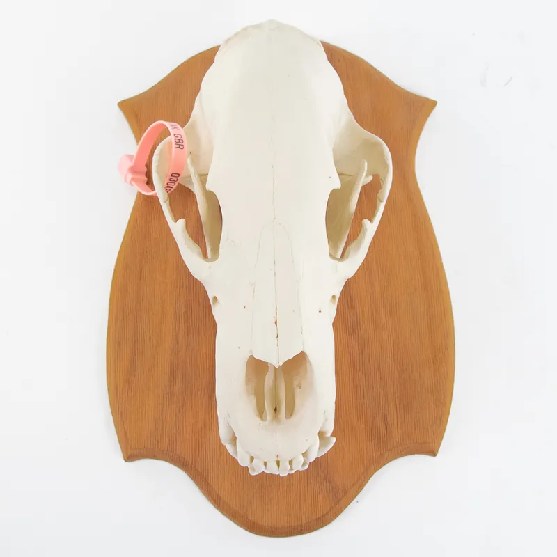 Genuine 20" Kodiak Bear Skull With Tag from auction in Union, Illinois — image 6