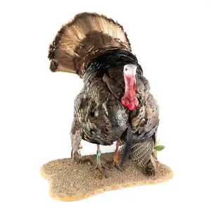 Full Strut Wild Turkey Taxidermy Mount