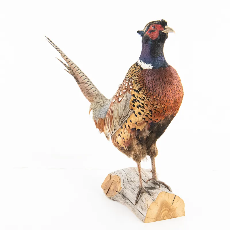Taxidermy Ring-Necked Pheasant Mount from auction in Union, Illinois — image 11