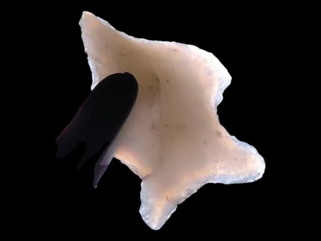 7/8" Gem Agate Micro Drill, New Mexico from auction in Quincy, Illinois — image 23
