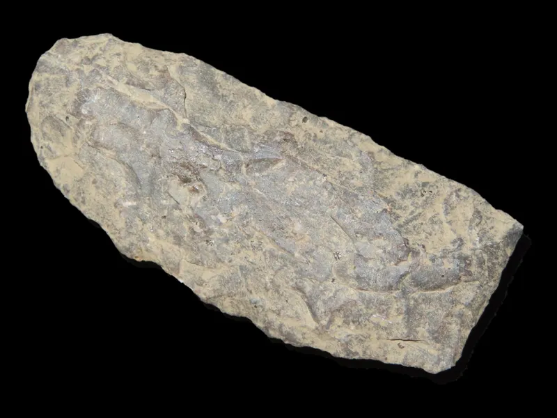 2 7/8" Mansion Inn, Purple Rhyolite, Found 1920-1930, Marvin Farm/Beaver Site, Attleboro, Massachusetts, Ex. Peter Engstrom, Ex. Dr. Robbins Collection from auction in Quincy, Illinois — image 30