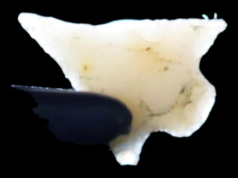5/8" Bird Point, Novaculite, Arkansas from auction in Quincy, Illinois — image 39