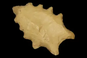 1 1/2" Fluted Eccentric Dalton, Polk Co., Tennessee
