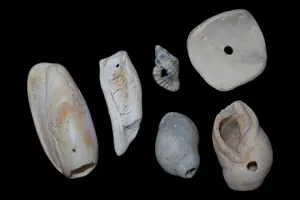Large Anasazi Shell Beads / Pendants, Arizona / New Mexico