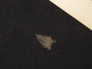1" Elko Eared, New Mexico