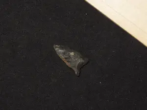 1 7/8" Coquille Side Notch, New Mexico