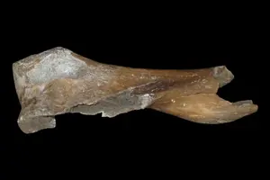 19 1/4" Fossilized Woolly Mammoth Bone, Siberia, Reported 11,500 to 2.6 Million Years Old