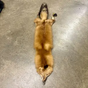 Tanned Red Fox Pelt with Head and Tail