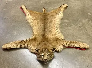 Jonas Brothers of Seattle North American Bobcat Taxidermy Rug