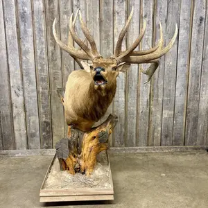 Non-Typical Bull Elk Shoulder Taxidermy Pedestal Mount