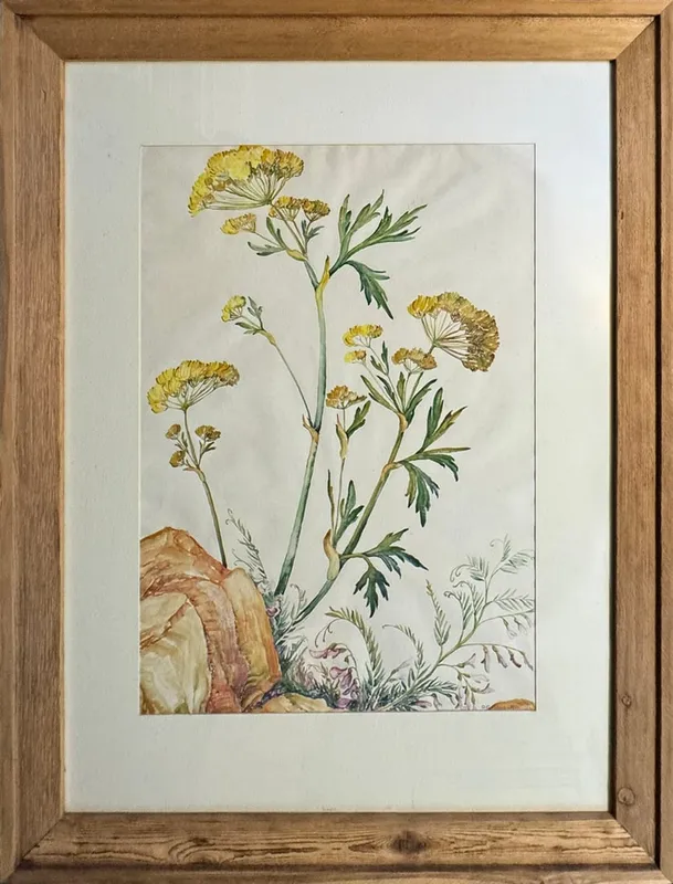 Runbeck, Dolores Gaston (1898-1994) untitled wildflowers, watercolor from auction in Lindsborg, Kansas — image 40