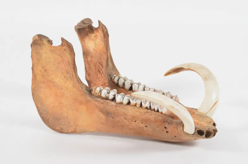 Male Wild Boar Mandible with Tusks from auction in Lincoln Park, New Jersey — image 42
