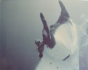 Peter Benchley Diving with Manta Ray, Chromogenic Print
