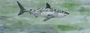 Richard Ellis Watercolor on Paper Shark in Profile