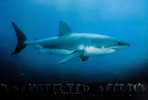 Rodney Fox Color Lithograph Great White Shark Unprotected Species Inscribed to Benchley