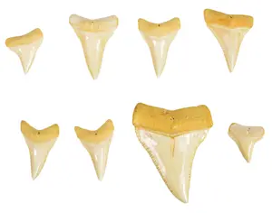 Collection of Great White Shark Teeth from the Personal Collection of Peter Benchley