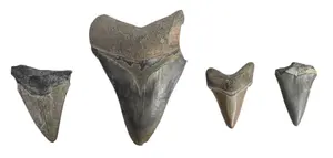 Fossilized Shark Teeth Including Otodus Megalodon