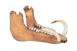 Male Wild Boar Mandible with Tusks