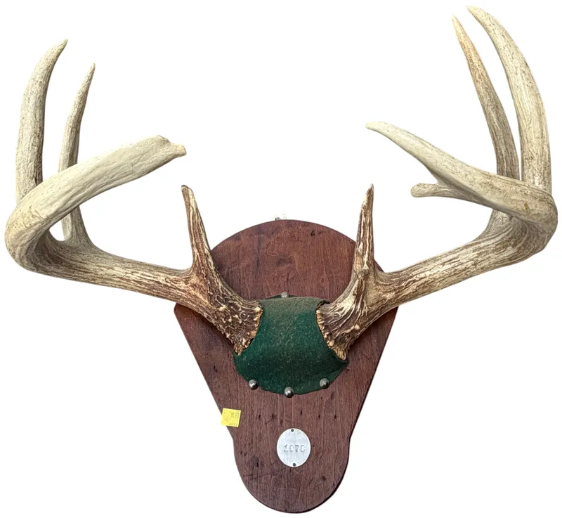 Vintage Whitetail Deer 10-Point Antler Plaque Mount Dated 1978 from auction in Lancaster, Ohio — image 42