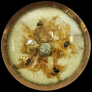 Large Victorian Glass Domed Moss and Shell Shank Button